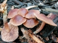 Gymnopus_impudicus.jpg
