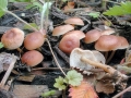 Gymnopus_ocior.jpg