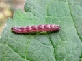 Gymnoscelis_rufifasciata_Raupe.jpg