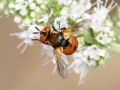 Gymnosoma_rotundatum.jpg