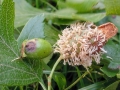 Gymnosporangium_clavariiforme.jpg
