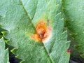 Gymnosporangium_cornutum.jpg