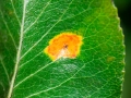 Gymnosporangium sabinae