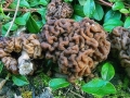 Gyromitra esculenta