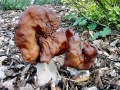 Gyromitra_infula.jpg