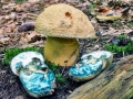 Gyroporus_cyanescens.jpg
