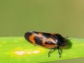 Haematoloma dorsata