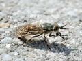 Haematopota pluvialis
