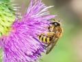 Halictus scabiosae