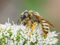 Halictus_sexcinctus_Weibchen.jpg