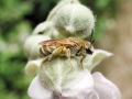 Halictus subauratus