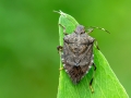 Halyomorpha halys
