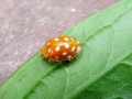 Halyzia_sedecimguttata.jpg