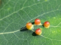 Harmandiola globuli