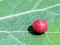 Harmandiola_tremulae.jpg