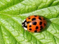 Harmonia_axyridis.jpg