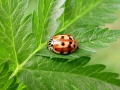 Harmonia_quadripunctata.jpg