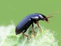 Harpalus_signaticornis.jpg