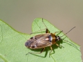 Harpocera_thoracica_Weibchen.jpg
