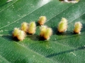 Hartigiola_annulipes.jpg