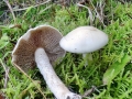 Hebeloma crustuliniforme