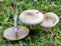 Hebeloma_mesophaeum.jpg