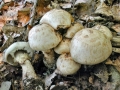 Hebeloma_radicosum.jpg