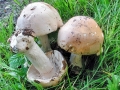 Hebeloma sinapizanz