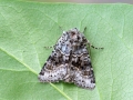 Hecatera_bicolorata.jpg