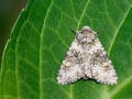 Hecatera_dysodea.jpg