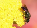 Hedychridium_ardens.jpg