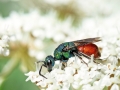 Hedychridium_roseum.jpg