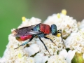Hedychrum_nobile.jpg
