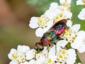 Hedychrum rutilans