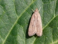 Helcystogramma_lutatella.jpg