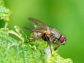 Helina depuncta