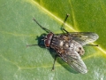 Helina evecta