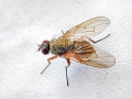 Helina_impuncta.jpg