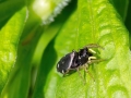 Heliophanus cupreus