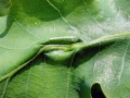Heliozela_sericiella.jpg