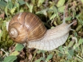 Helix_pomati.jpg