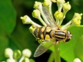 Helophilus_hybridus_Weibchen.jpg