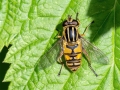 Helophilus pendulus