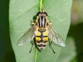 Helophilus trivittatus