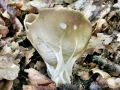 Helvella acetabulum