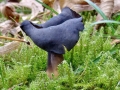 Helvella_atra.jpg