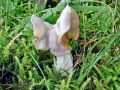Helvella crispa