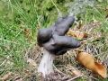 Helvella_lacunosa.jpg