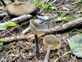Helvella macropus
