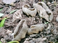 Helvella_ostifera.jpg